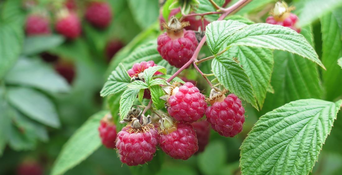 The amazing story of Barry’s berries -Part 1-